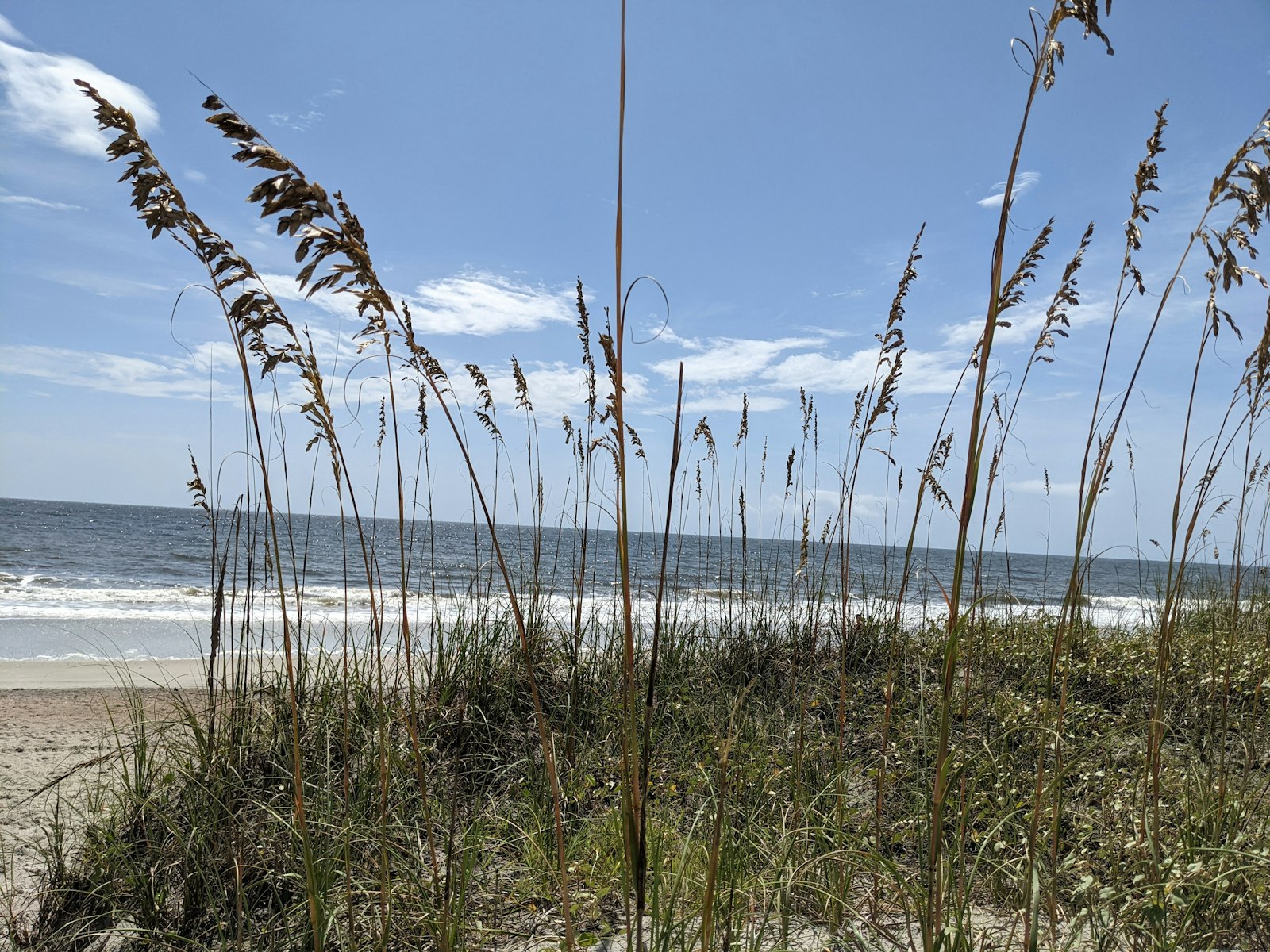 The beach and sea oats on Amelia Island