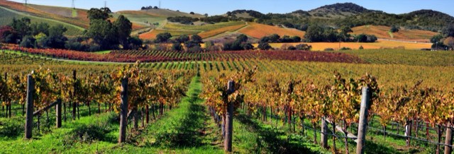 Rows of grapevines in autumn color running across the rolling Napa Valley hills