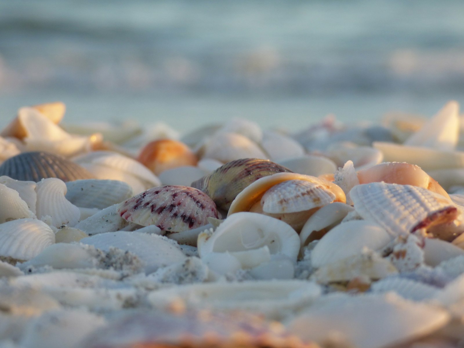 Seashells on the sand at Sanibel Island