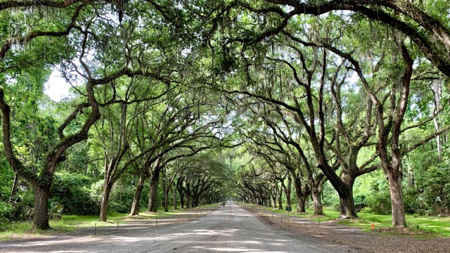 An oak-lined street draped in Spanish moss in Savannah, Georgia