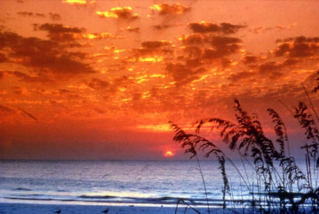 A fiery red-and-orange Gulf sunset over the water at Bradenton Beach on Anna Maria Island, with sea oats silhouetted in the foreground