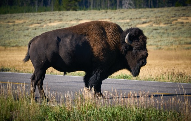 A bull bison in the golden grass of Antelope Flats