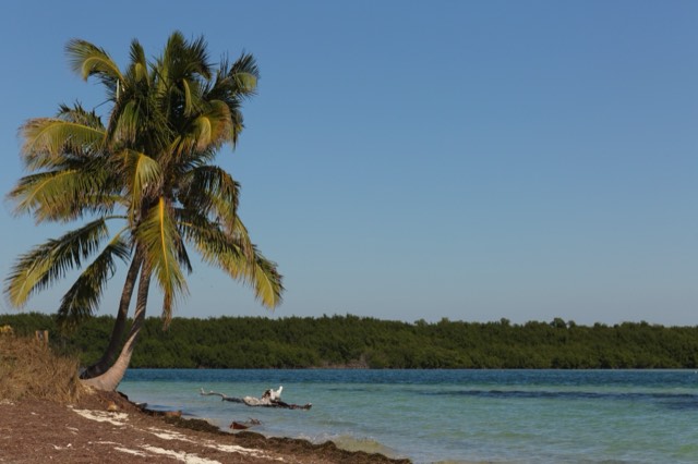 A leaning coconut palm over the turquoise water and white sand of Bahia Honda State Park in the Keys