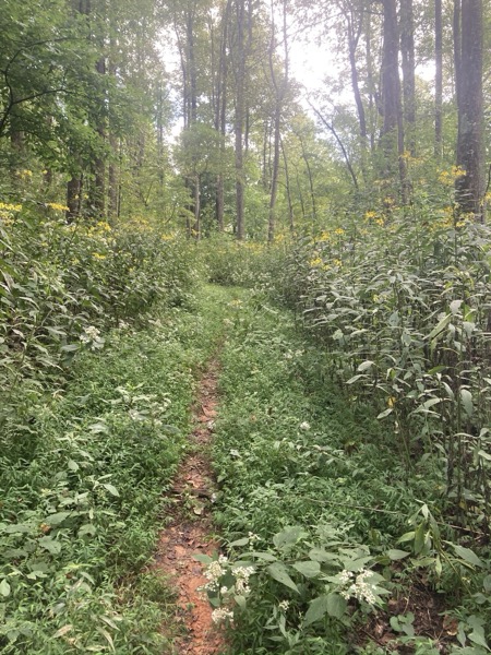 A wildflower-lined section of the Benton MacKaye Trail near Blue Ridge, Georgia