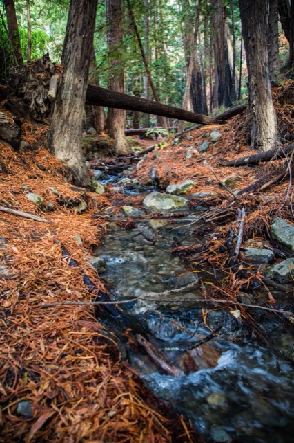 A creek winding through a coast-redwood grove along the Ewoldsen Trail in Big Sur