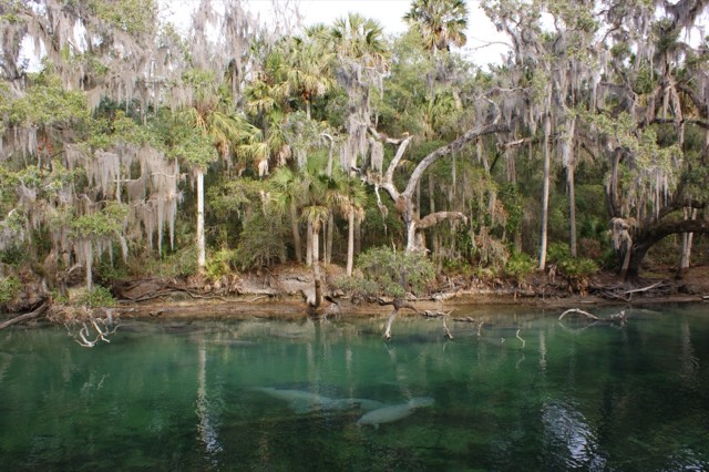 Manatees gathered in the clear turquoise spring run at Blue Spring State Park