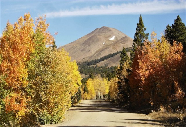 Golden autumn aspens lining the dirt Boreas Pass Road below Bald Mountain