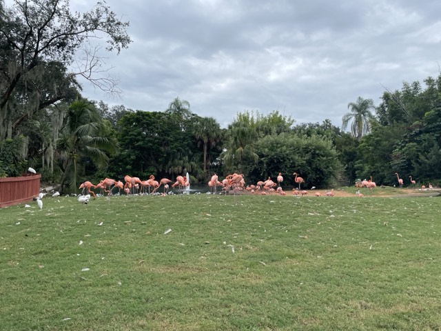 A flock of pink flamingos on the lawn at Busch Gardens Tampa