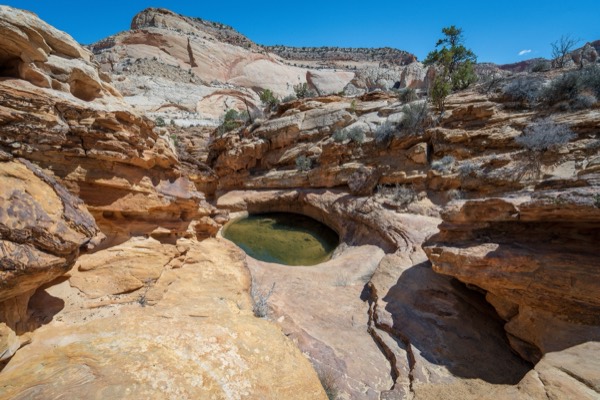 The Tanks waterpocket pools off the Capitol Gorge trail