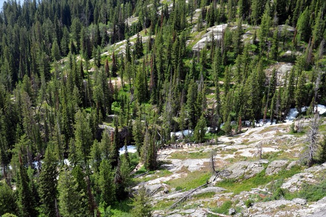 The forested floor of Cascade Canyon below the Teton peaks