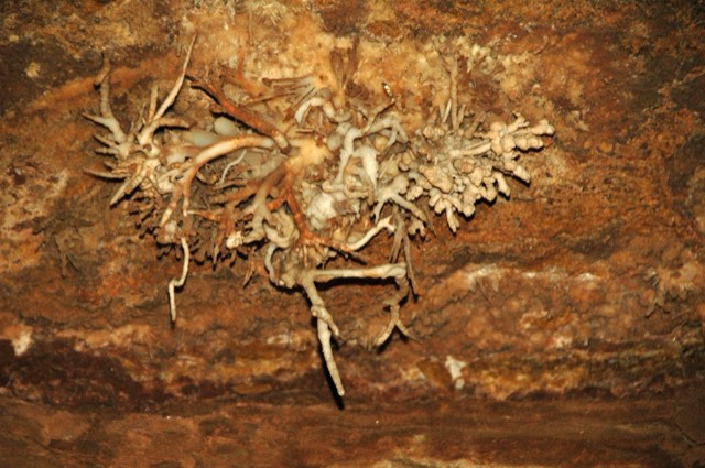 Delicate helictite mineral formations inside Cave of the Winds
