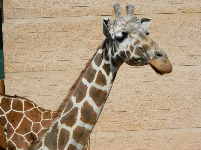 A giraffe at the Cheyenne Mountain Zoo, known for its giraffe herd