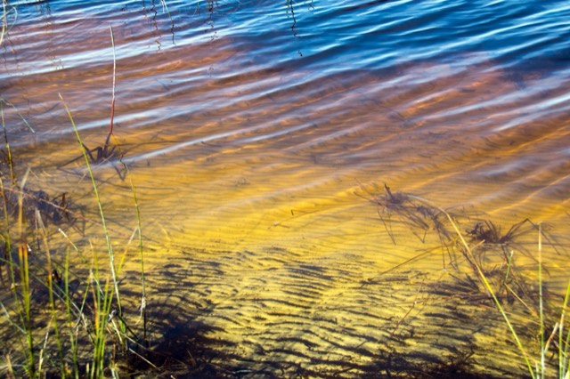 The tea-colored tannic water of Western Lake, a rare coastal dune lake on 30A, over rippled white sand