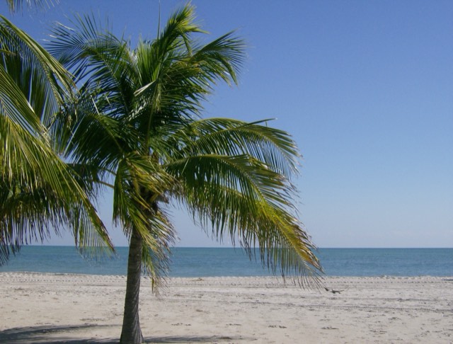 A coconut palm leaning over white sand and calm turquoise water at Crandon Park Beach on Key Biscayne