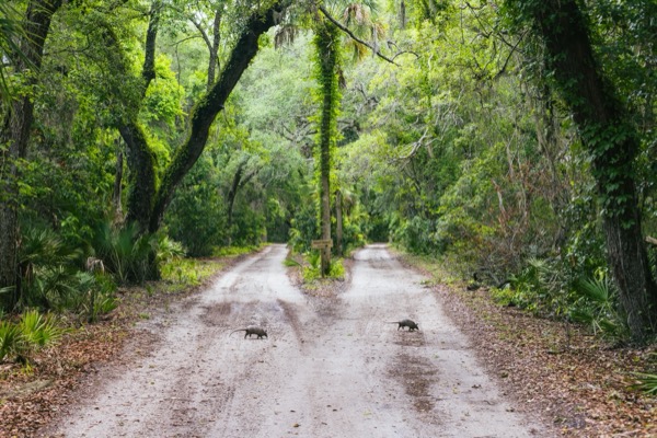 Armadillos crossing the live-oak-canopied Main Road on Cumberland Island