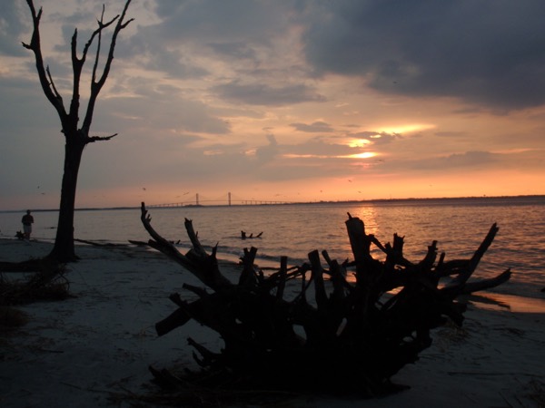 Weathered driftwood on the sand at Driftwood Beach at sunset, the Sidney Lanier Bridge on the horizon