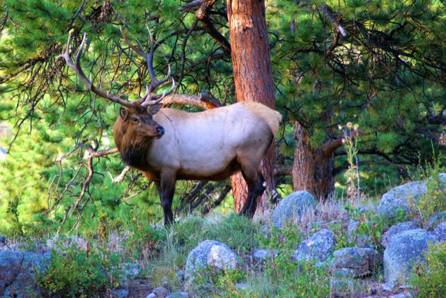 A bull elk with a full rack of antlers in Moraine Park
