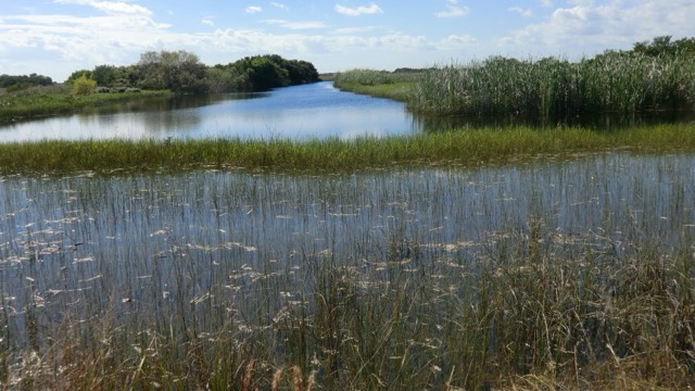 The sawgrass 'River of Grass' stretching to the horizon in Everglades National Park