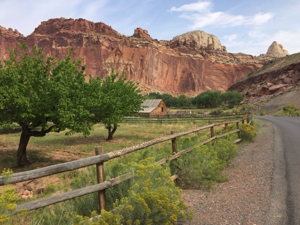 The historic Gifford barn and green orchard against the red cliffs of Fruita