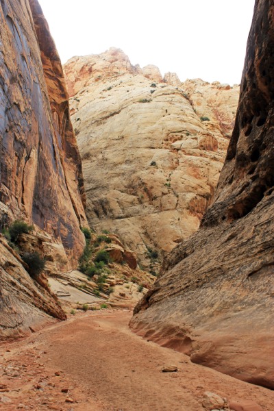 The towering narrow walls of Grand Wash in Capitol Reef