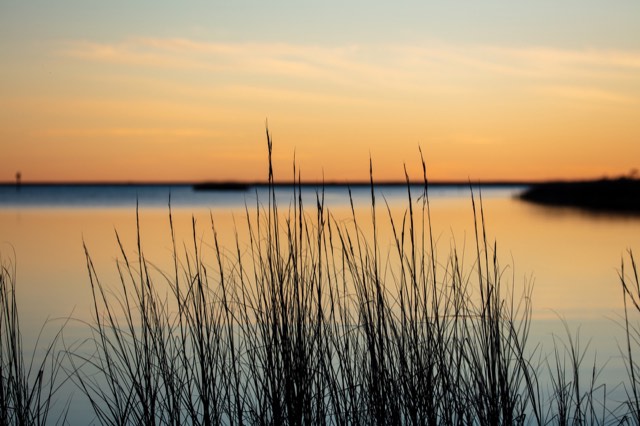 Sea oats silhouetted against a sunset over the water at Gulf Islands National Seashore