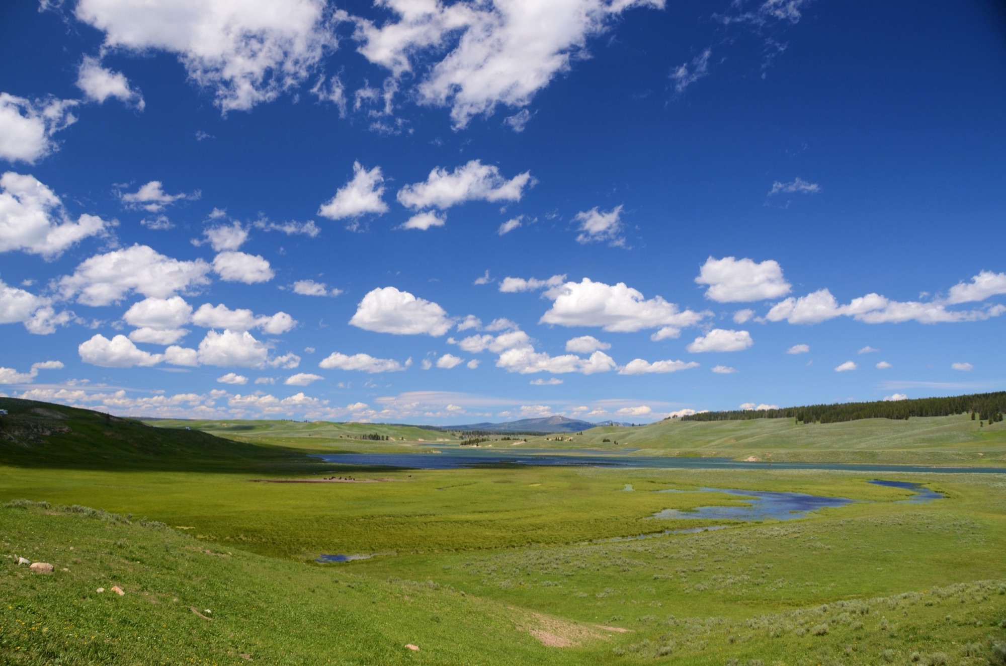 The broad green expanse and river of Hayden Valley