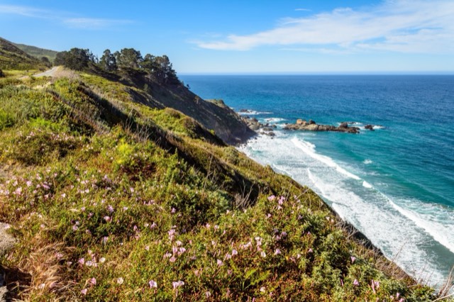 The Big Sur coast road running along a wildflower-covered bluff above the surf
