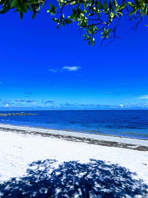 White-sand shoreline meeting bright blue water, framed by overhanging mangrove branches, at Virginia Key in Miami
