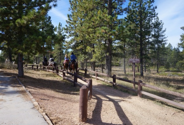 Riders on the horse trail winding through pines below the hoodoos