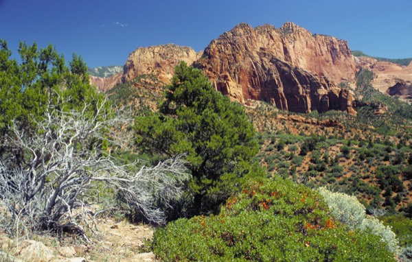 The red finger-canyon walls of the Kolob Canyons section of Zion