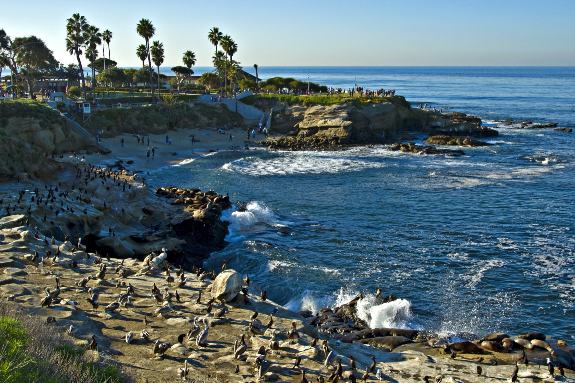 The turquoise water, sandstone cliffs, and seabirds of La Jolla Cove on the San Diego coast