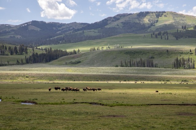 A bison herd grazing in the green Lamar Valley