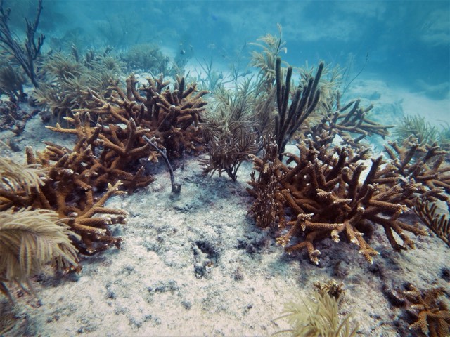 Branching staghorn and soft corals on the reef floor in clear blue water at Looe Key reef in the Florida Keys