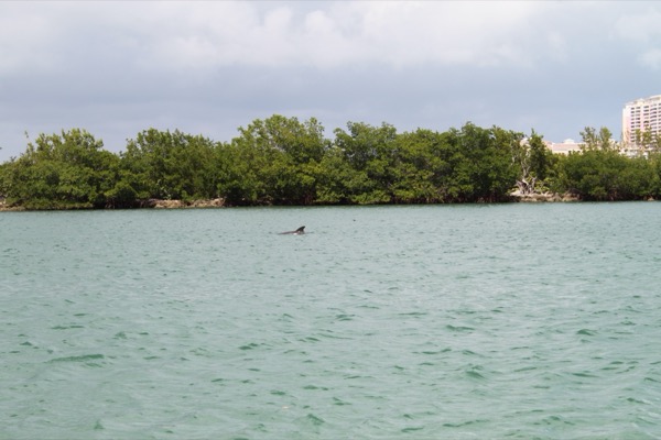 A dolphin surfacing in the mangrove-lined No Name Harbor on Key Biscayne