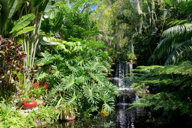 A waterfall amid lush tropical ferns and palms at Marie Selby Botanical Gardens in Sarasota