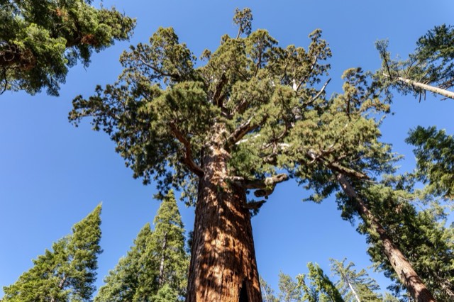 The Grizzly Giant, a massive ancient sequoia in the Mariposa Grove of Giant Sequoias
