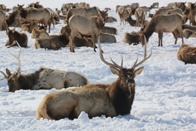 An elk herd bedded in the snow at the National Elk Refuge in winter