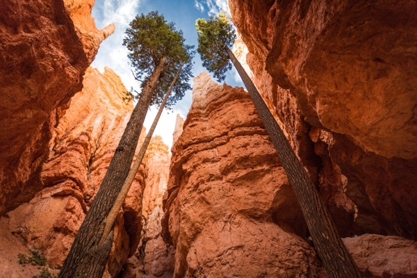 Twin fir trees rising from the slot of Wall Street on the Navajo Loop