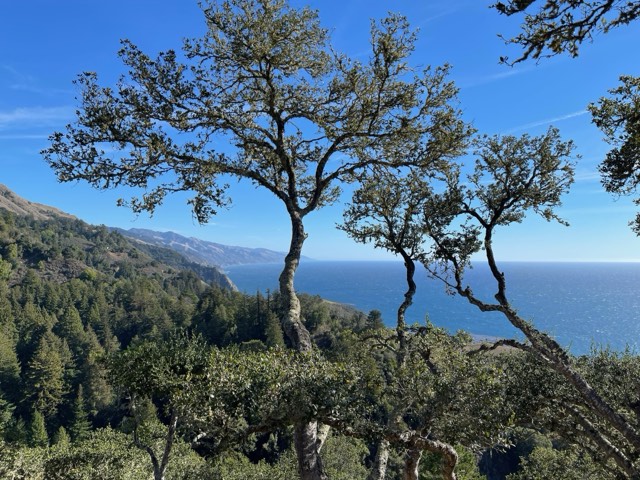 The Big Sur coastline seen from Nepenthe, framed by wind-sculpted oaks above the Pacific