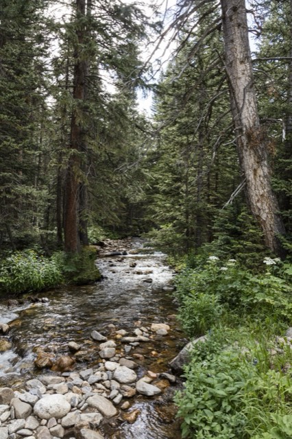 A mountain stream and wildflowers in the forest along Old Fall River Road