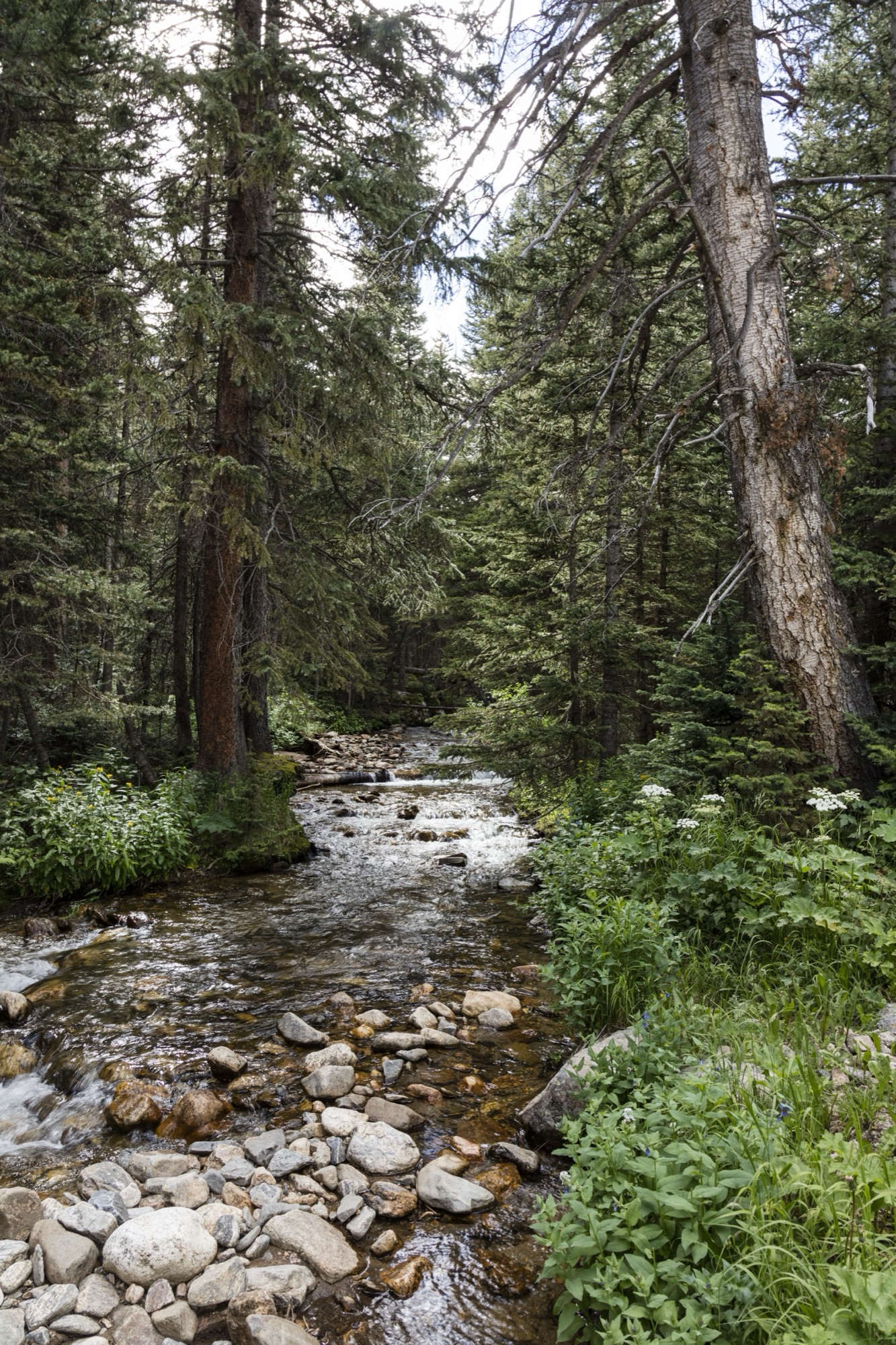 A mountain stream and wildflowers in the forest along Old Fall River Road