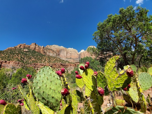 Prickly-pear cactus in bloom below the red canyon walls along the Pa'rus Trail