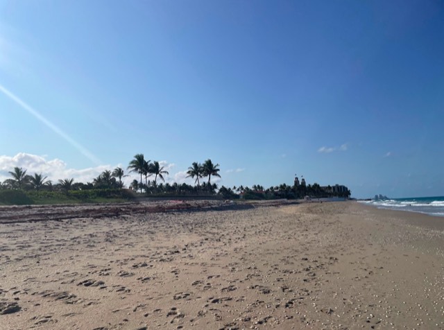 The sunny oceanfront in the town of Palm Beach at Clarke Avenue, with palms and the Worth Avenue clock tower down the shore