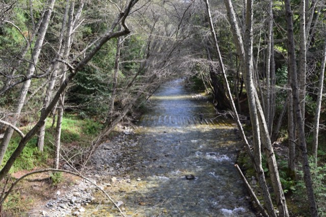 The Big Sur River flowing over rocks through the wooded canyon of Pfeiffer Big Sur State Park