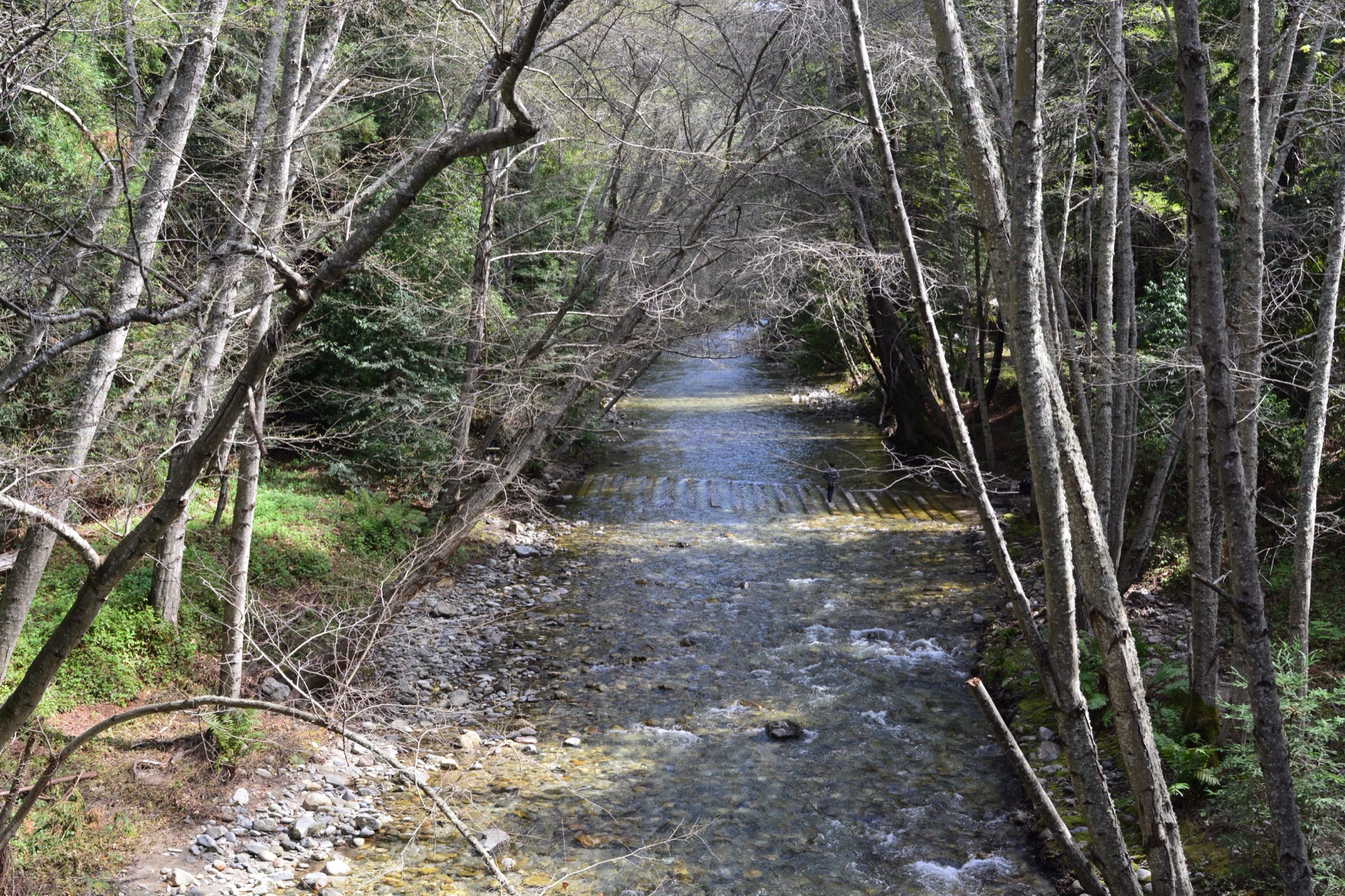 The Big Sur River flowing over rocks through the wooded canyon of Pfeiffer Big Sur State Park