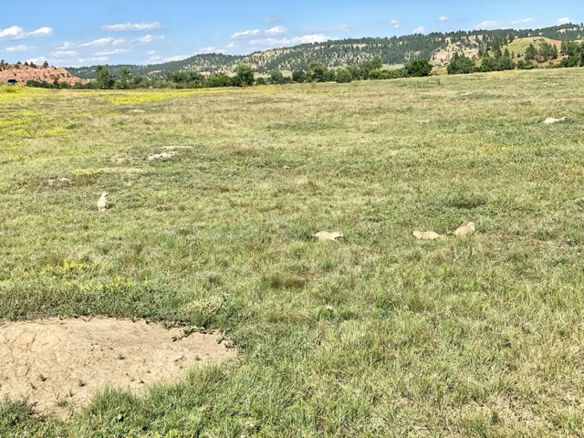 The prairie dog town meadow below Devils Tower
