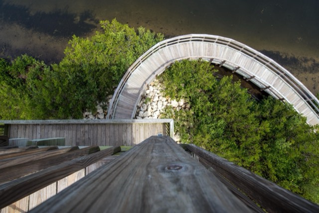 A winding wooden boardwalk curving through mangrove wetland at Robinson Preserve, seen from the observation tower