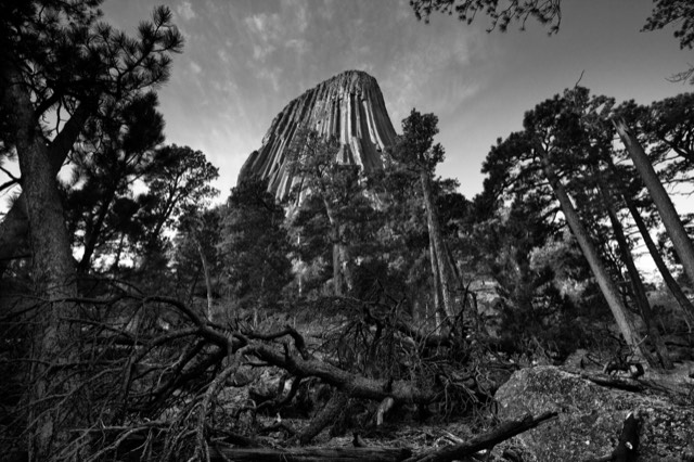 Devils Tower rising through ponderosa pines — sacred to more than twenty Northern Plains tribes
