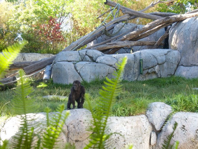 A gorilla in the naturalistic rockwork-and-grass habitat at the San Diego Zoo