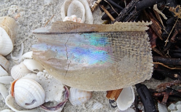 Shells scattered on the sand at Sanibel Island — the 'Sanibel Stoop'